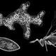 Image for article titled Fairy wasps shrink to the size of amoeba by sacrificing their neurons